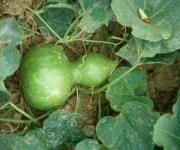 Lagenaria siceraria